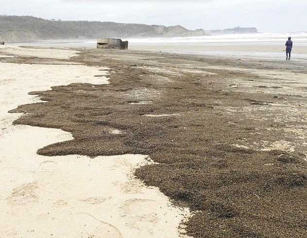 A swarm of beetles arrives in the UK. Is it the next biblical plague or nature at work?