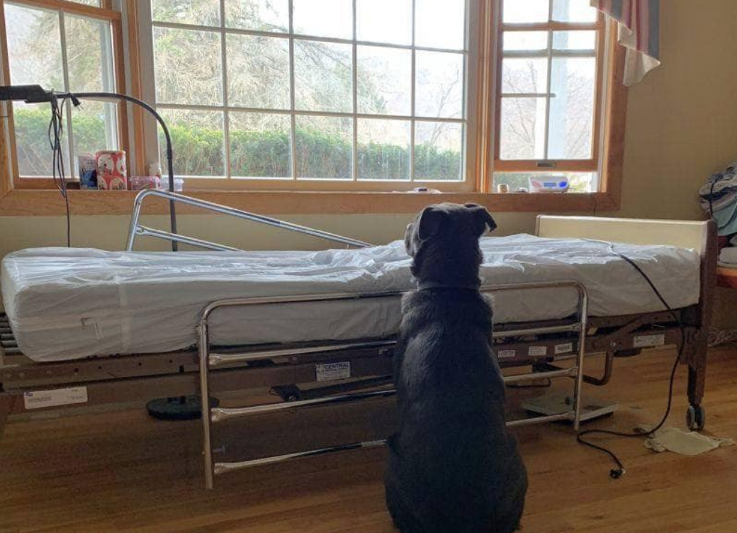 Facebook: NorthStar Pet Recue