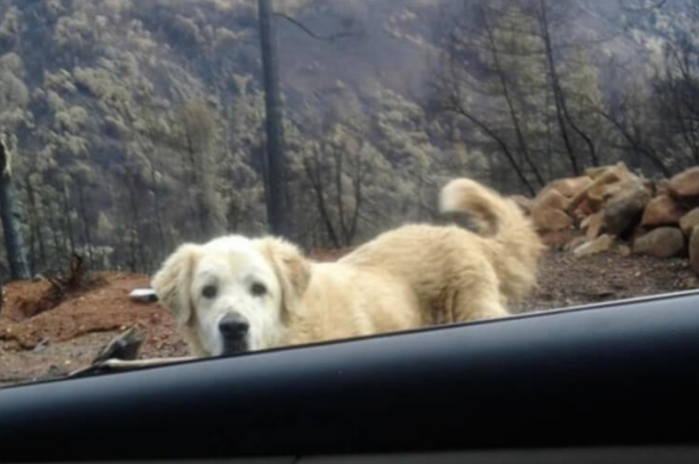 Twitter: Muhammad Lila