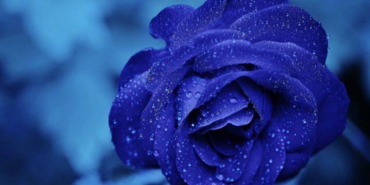 The rose: a symbol of beauty and love