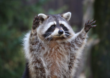 Meet Tito, the finger painting raccoon that won the internet