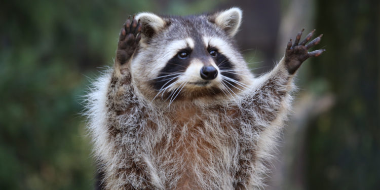 Meet Tito, the finger painting raccoon that won the internet