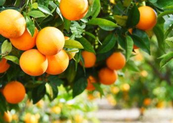 The origin of “orange”: which came first, the color or the fruit?