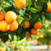 The origin of “orange”: which came first, the color or the fruit?