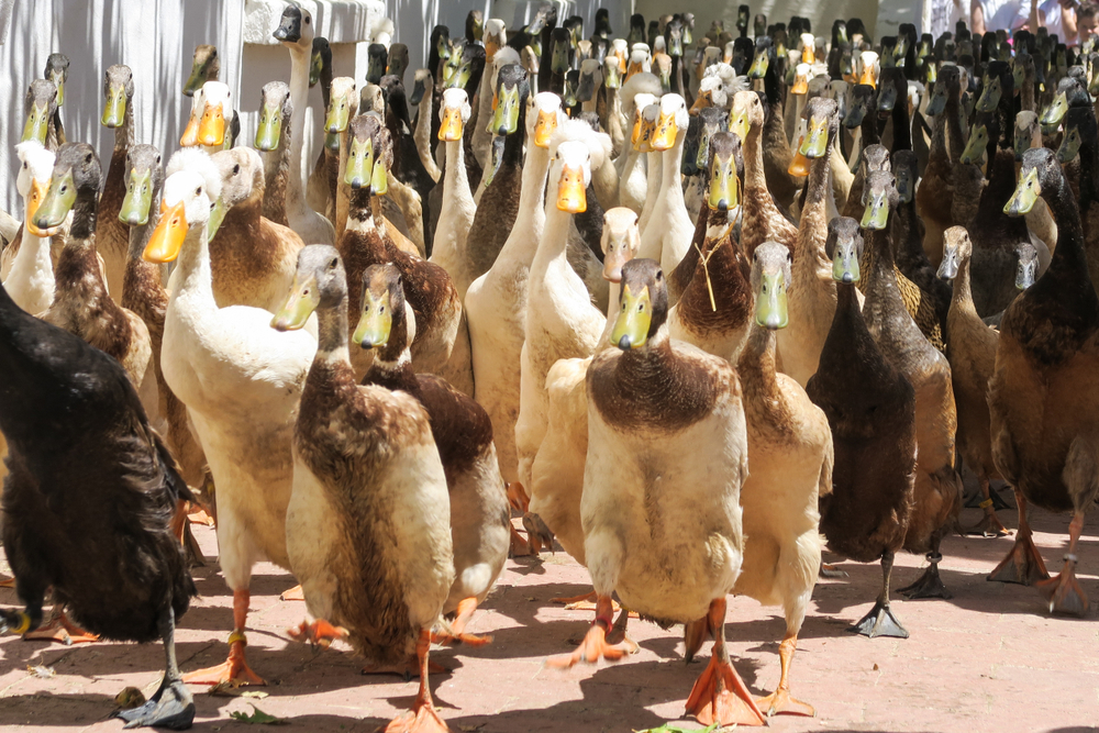You don’t need pesticides when you have ducks to protect your farm