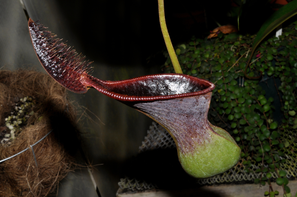 Plant gets paid in poop