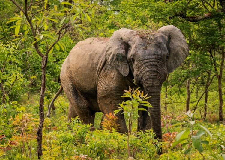 Discovering the Natural Beauty of Mole National Park in Ivory Coast
