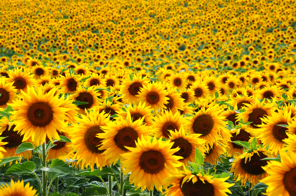 Extortion or altruism? This sunflower field brings plenty of smiles but for a fee