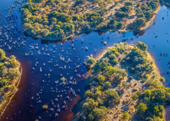 Explore the Heart of the Wild: in the Okavango Delta in Botswana