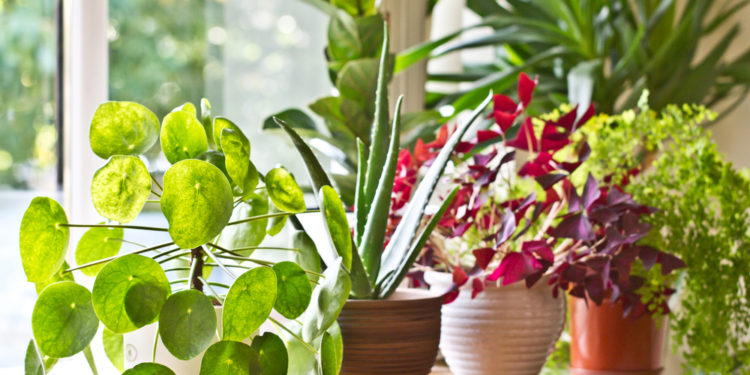 The best ways to save your houseplants