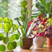 The best ways to save your houseplants